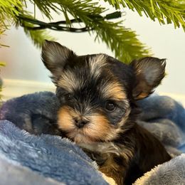 Male 3 - Black and tan male Assorted Doodle Crosses puppy in Ludlow, Missouri from Countryside Doodles and Mohr