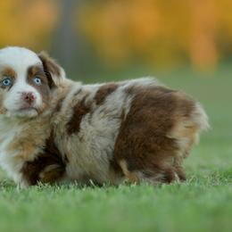 Belle - Red merle female Miniature Australian Shepherd puppy in Hartman, Arkansas from Southern Edition Aussies