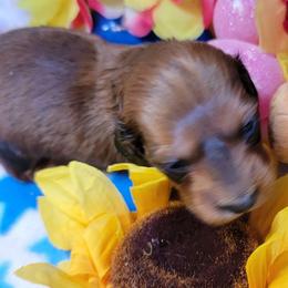 Atlas - Sable male Dachshund puppy in Terlton, Oklahoma from CLARK'S BREEDING PROGRAM