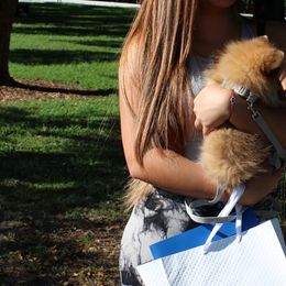 Pomeranians from Tiara house of poms