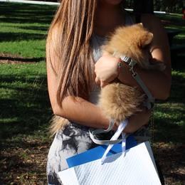 Pomeranians from Tiara house of poms