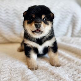 Lucas - Black and tan male Shiba Inu puppy in Trenton, Nebraska from Prairie Shibas