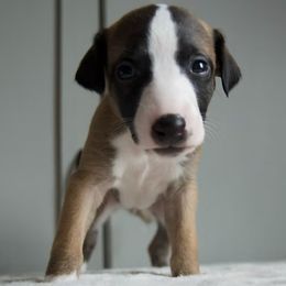 Pamola - Red Whippet puppy in North New Portland, Maine from Aiukli Whippets