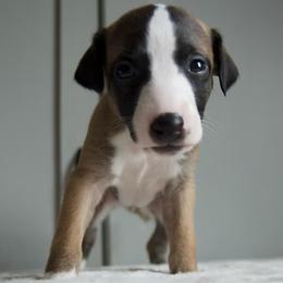 Pamola - Red Whippet puppy in North New Portland, Maine from Aiukli Whippets