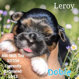 Leroy - Black and tan male Shih Tzu puppy in Sacramento, California from NANA’S  QUALITY SHIH TZU'S