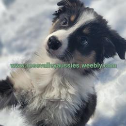 Natasha - Black tri-color female Australian Shepherd puppy in Trout Run, Pennsylvania from Rose Valley Aussies
