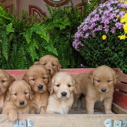 Goldendoodles and Golden Retrievers from Top of the Hill Goldens