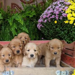 Goldendoodles and Golden Retrievers from Top of the Hill Goldens