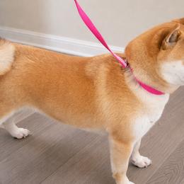 Shiba Inu from Liz Carroll