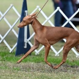 Cirneco dell’Etnas from Houndcrest