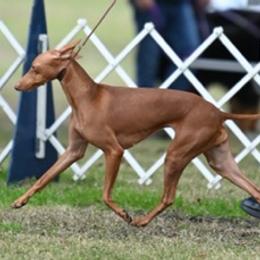 Cirneco dell’Etnas from Houndcrest