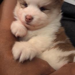 Pomsky Puppies from Tony Hwang