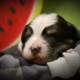 Australian Shepherd Puppies from Mountain Trail Aussies
