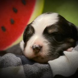 Australian Shepherd Puppies from Mountain Trail Aussies