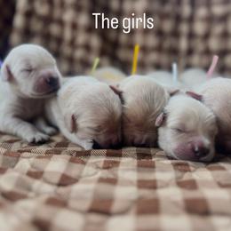 Girl 2 - Golden female Golden Retriever puppy in Graysville, Tennessee from Country Goldens and Mountain Top Cavaliers