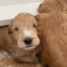 Goldendoodle Puppies from MidCoast Doodles (formerly Marriottsville Ridge Farm)