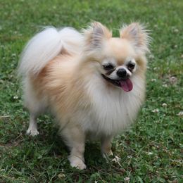 Berlin - Chihuahua