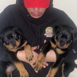 Cane Corso and Rottweiler Puppies from Hause of Rry Rotties & Cane Corso