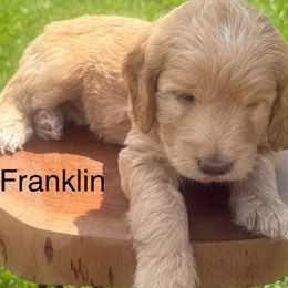 Franklin - Apricot Goldendoodle puppy in Stratford, New Jersey from Meadow Lark Doodles