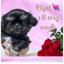 Cupid - Red and tan female Shih Tzu puppy in Sacramento, California from NANA’S  QUALITY SHIH TZU'S