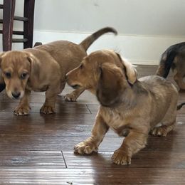 Dachshund Puppies from Pigeon Hill Dachshunds