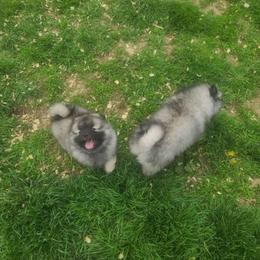 Keeshond Puppies from Hocking Hills Keeshonds