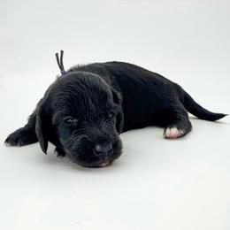 Queen (AKC solid black) - Black female Dachshund puppy in Waddell, Arizona from Neu Doxies