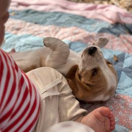Basset Hound puppies from Happy Hills Bassets