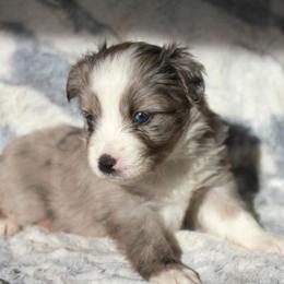 Gypsy - Blue merle female Miniature Australian Shepherd puppy in Ionia, Iowa from Sapphire Stables