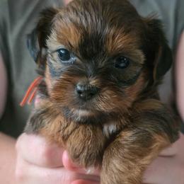 Pumpkin - Orange Collar - Gold female Shorkie puppy in Troy, Ohio from Ever After Tails