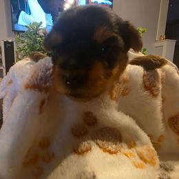 Eros (Yellow) - Black and tan male Yorkshire Terrier puppy in Fayetteville, Tennessee from Mina's Yorkies