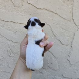 Choc spotted - Chocolate and white female Chihuahua puppy in Vineland, New Jersey from Royal Companion's