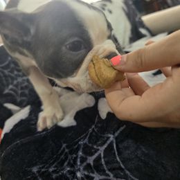 Boston Terrier Puppies from Aronow pups