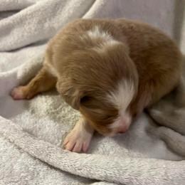 Piccolo - Dilute red male Australian Shepherd puppy in Bennett, Colorado from Alolan Angel Aussies