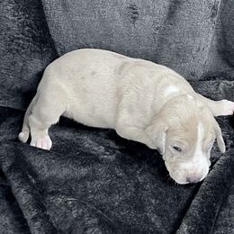 Purple - Merle female Great Dane puppy in Aspers, Pennsylvania from Elja Danes