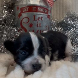Stetson -AKC - Black and white male Havanese puppy in Verden, Oklahoma from Holcombs Puppy Ranch