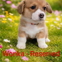 Wonka - Red male Pembroke Welsh Corgi puppy in Berkeley Springs, West Virginia from Hummingbird Farm