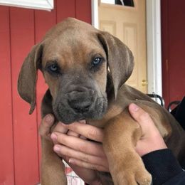 Great Dane Puppies from OnPoint Great Danes