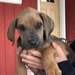 Great Dane Puppies from OnPoint Great Danes