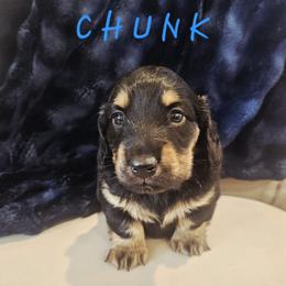 Chunk - Black and tan male Dachshund puppy in Guthrie, Oklahoma from The Rooted Place