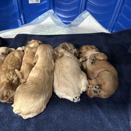 Cocker Spaniel Puppies from Clayton’s Cocker Spaniels