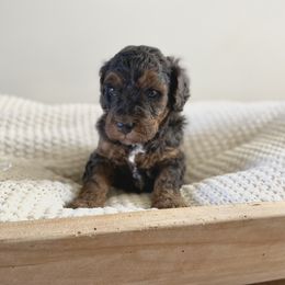 Bernedoodle, Goldendoodle, and Poodle Puppies from Central Valley Canine Companions