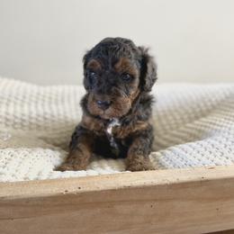 Bernedoodle, Goldendoodle, and Poodle Puppies from Central Valley Canine Companions
