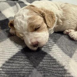 Dax - Buff and white male Cockapoo puppy in Paradise, Texas from 4W’s F2 Cockapoos