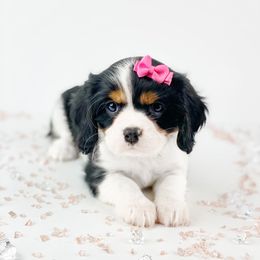 Cavalier King Charles Spaniel and Poodle Puppies from Red Skye Cavaliers