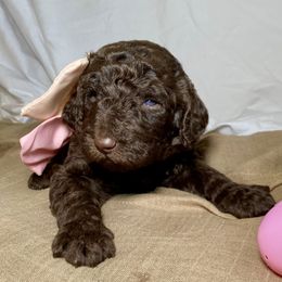 Poodle Puppies from Designer Poodles