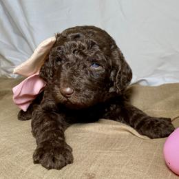 Poodle Puppies from Designer Poodles