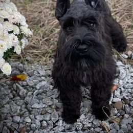 Alice - Miniature Schnauzer