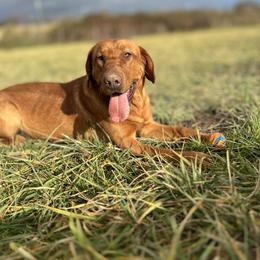 Rupert - Labrador Retriever