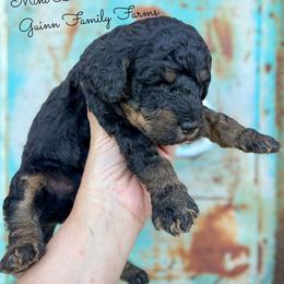 Drillbit - Phantom male Bernedoodle puppy in Grove, Oklahoma from Guinn Family Farms